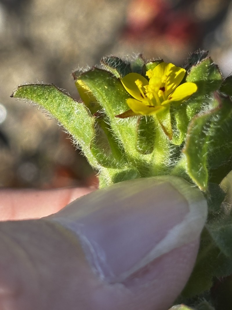 Camissoniopsis guadalupensis subsp. clementina