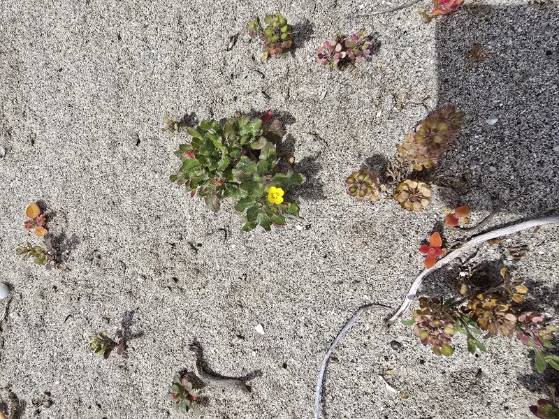 Camissoniopsis guadalupensis subsp. clementina photo 2