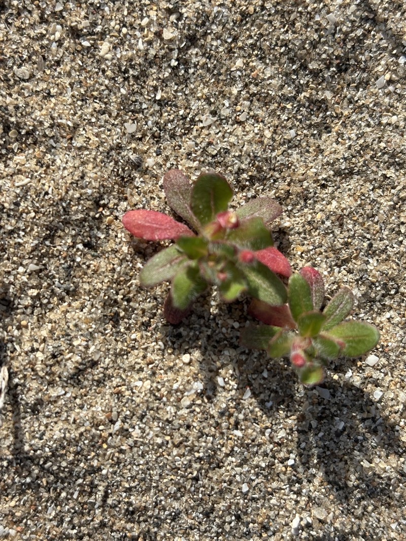 Camissoniopsis guadalupensis subsp. clementina photo 3