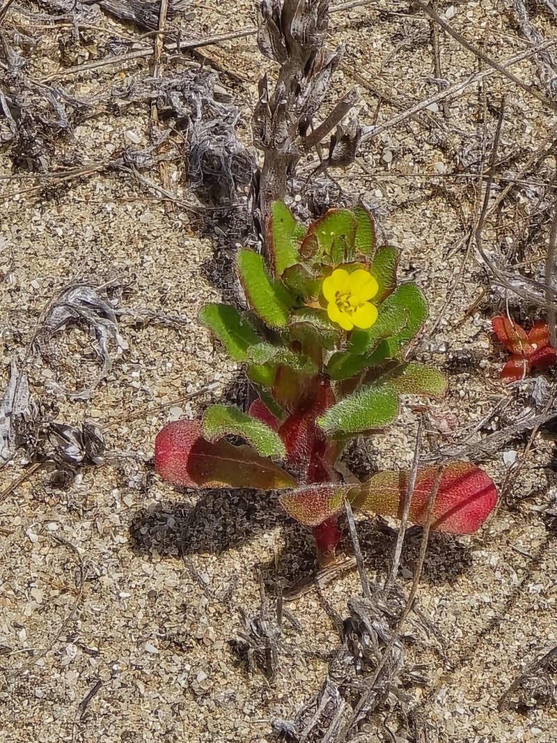 Camissoniopsis guadalupensis subsp. clementina photo 4