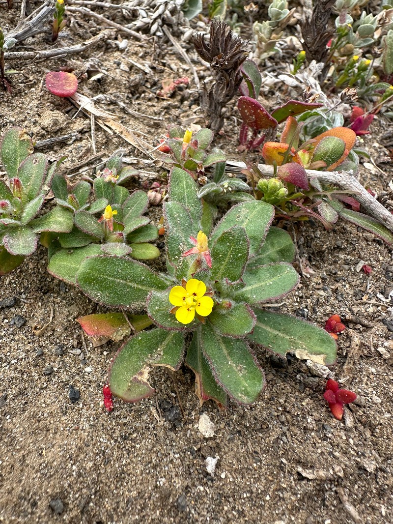 Camissoniopsis guadalupensis subsp. clementina photo 5