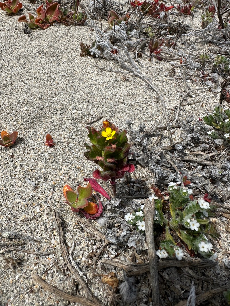 Camissoniopsis guadalupensis subsp. clementina photo 6