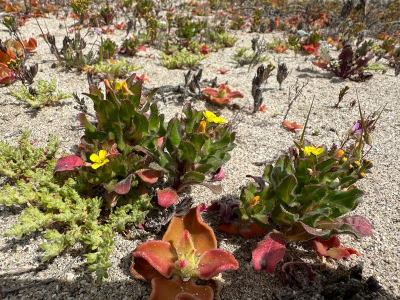 Camissoniopsis guadalupensis subsp. clementina photo 7