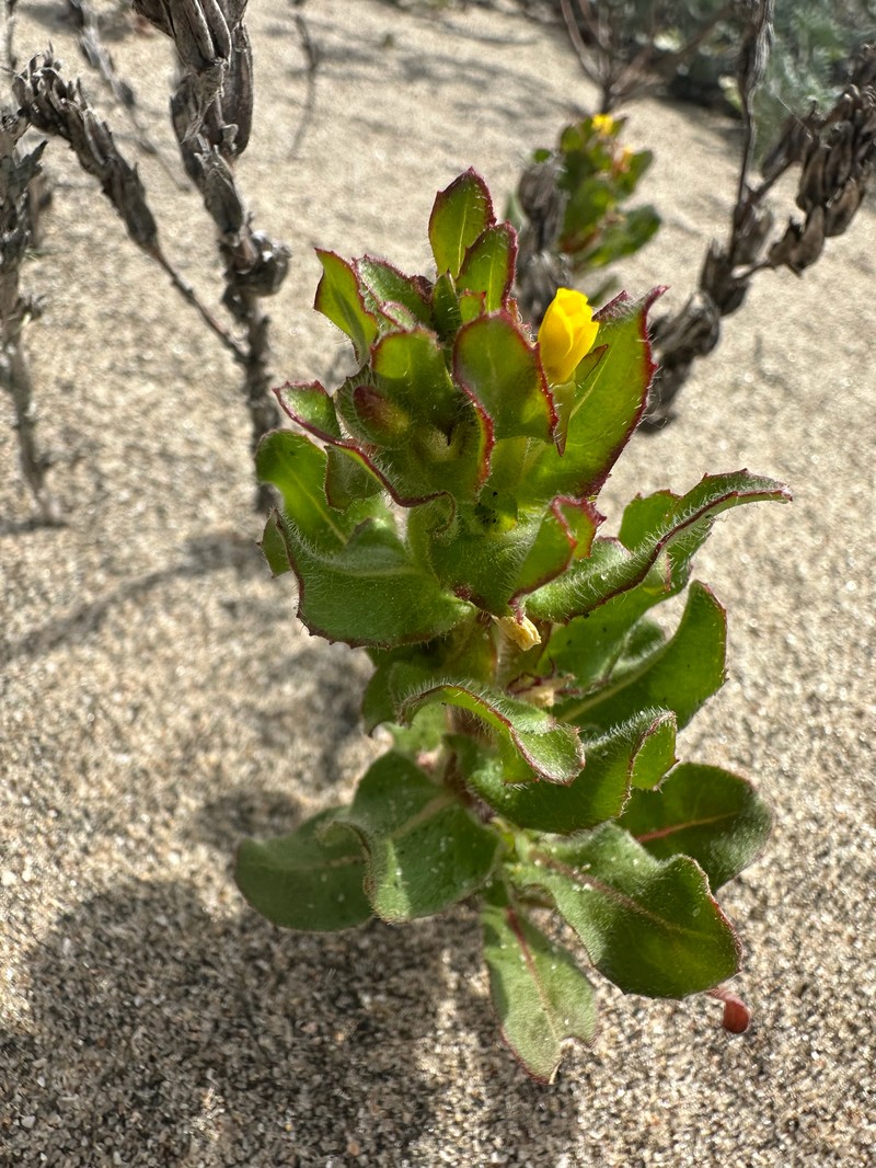 Camissoniopsis guadalupensis subsp. clementina photo 8