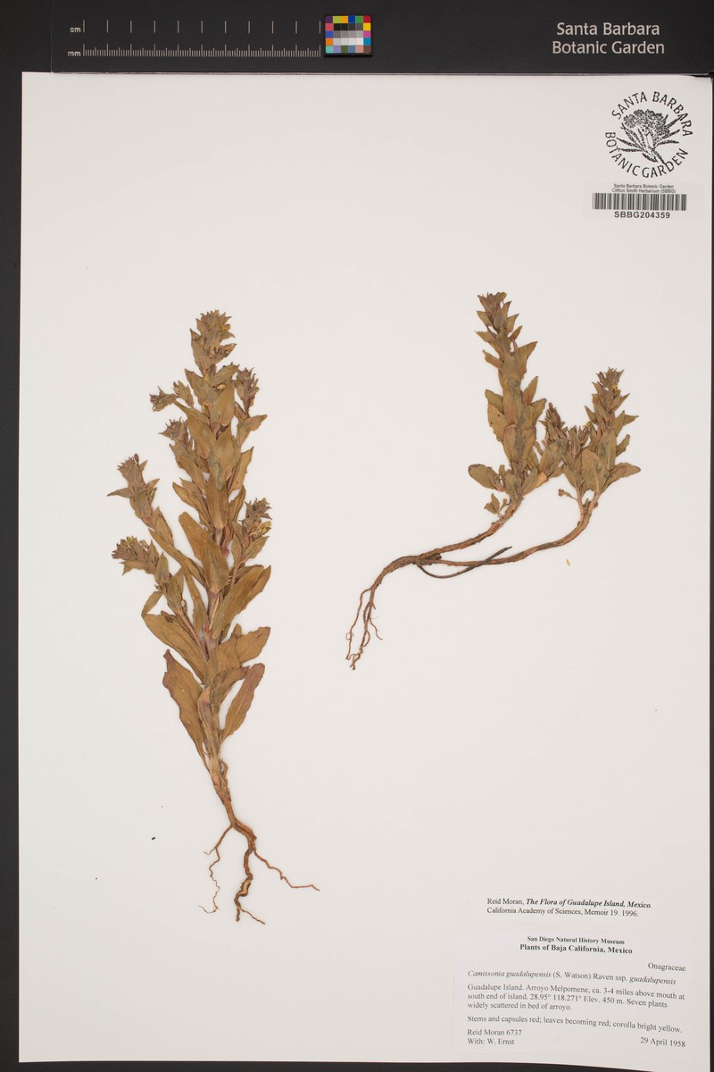 Camissoniopsis guadalupensis subsp. guadalupensis