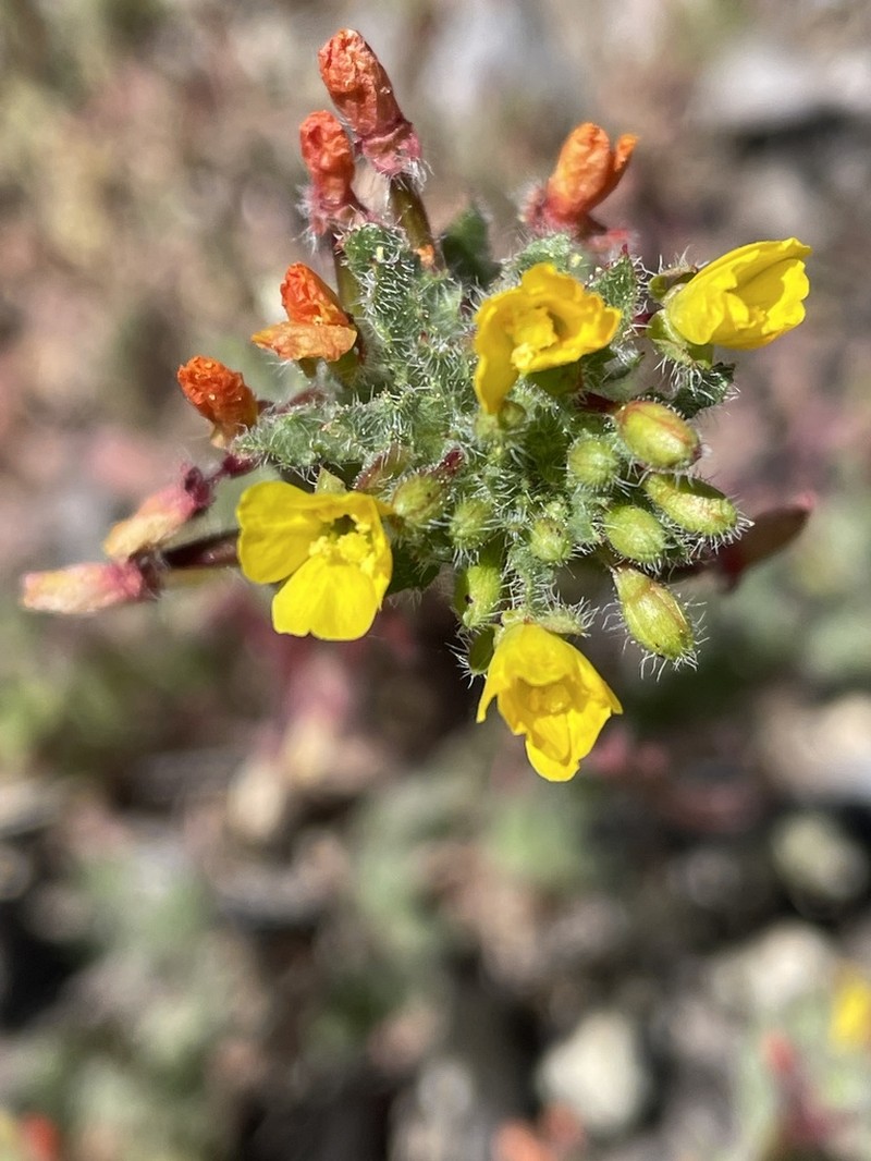 Santa Cruz Island Suncup