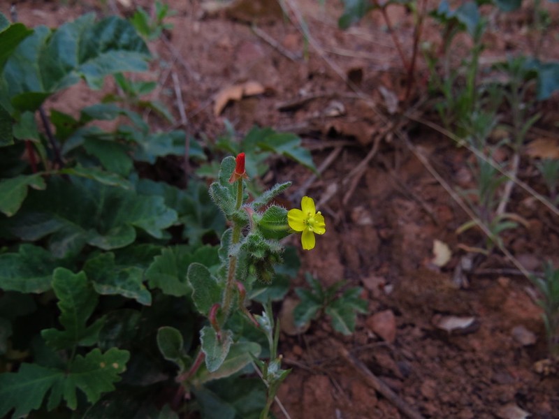 Santa Cruz Island Suncup photo 2