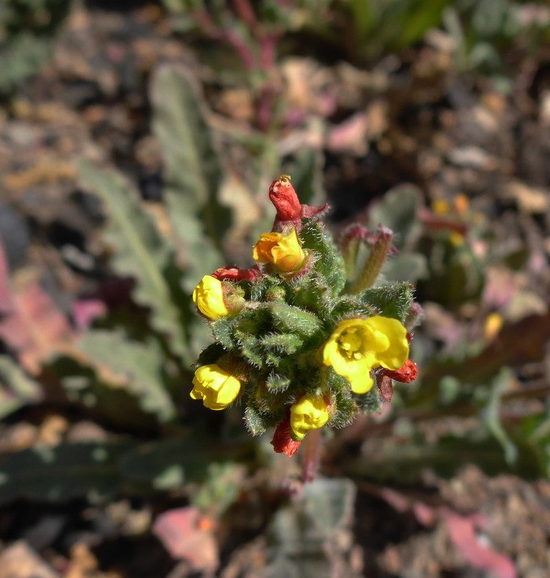 Santa Cruz Island Suncup photo 5