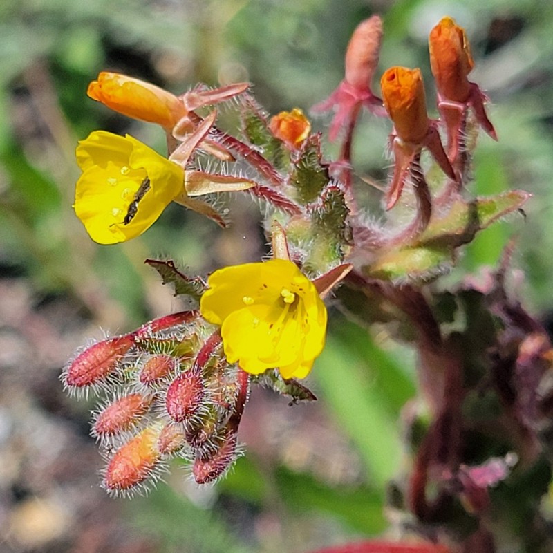 Santa Cruz Island Suncup photo 8