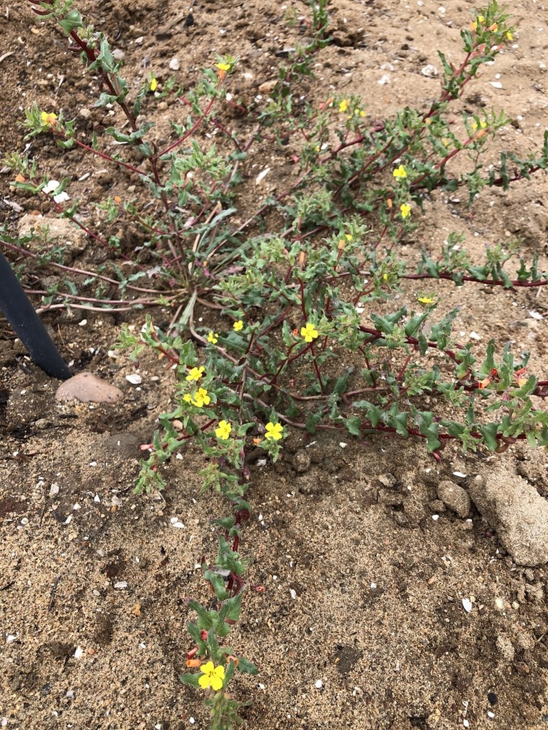 Lewis' Evening Primrose photo 3