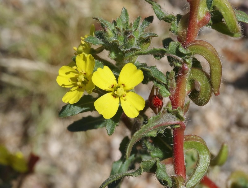 Lewis' Evening Primrose photo 4