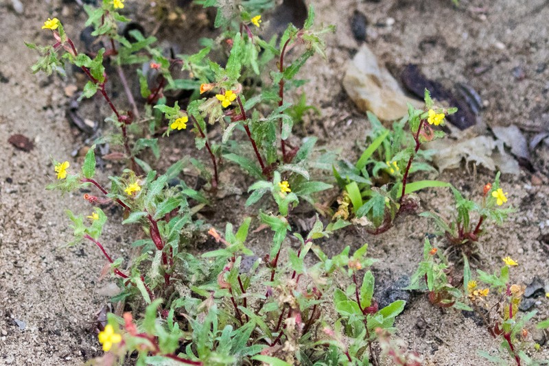 Lewis' Evening Primrose photo 5