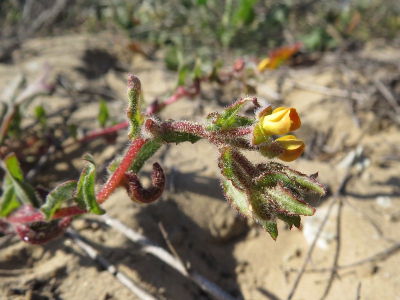 Lewis' Evening Primrose photo 6