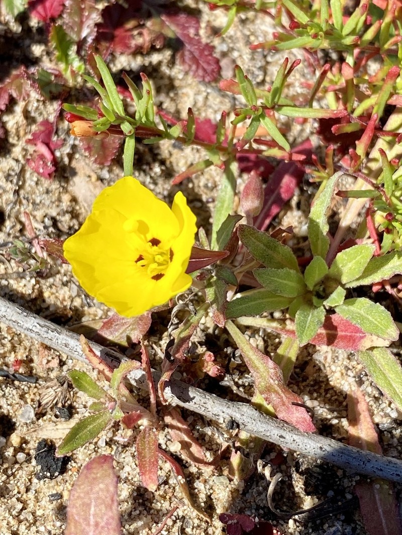 Lewis' Evening Primrose photo 7