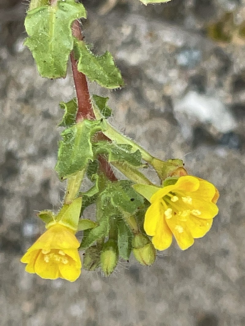 Lewis' Evening Primrose photo 8