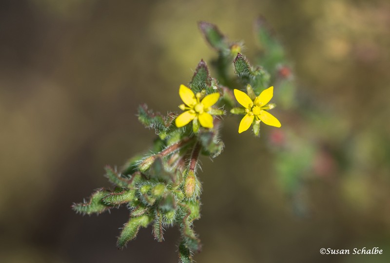 Miniature Suncup