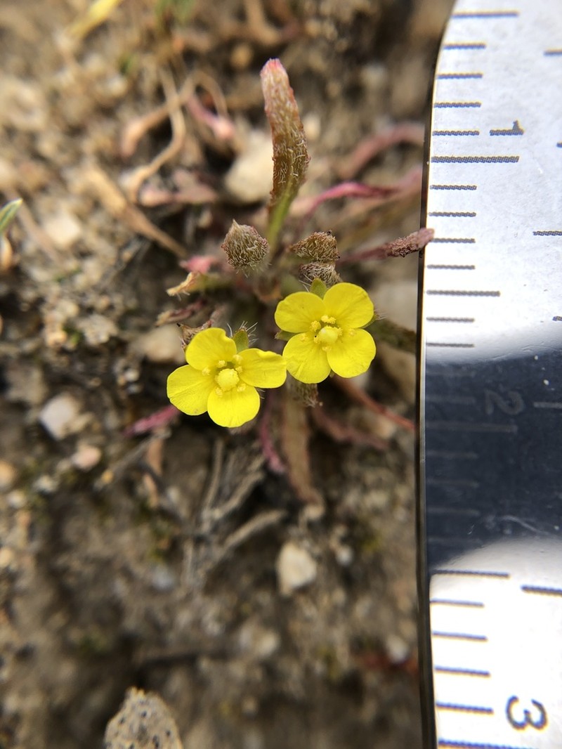 Miniature Suncup photo 2