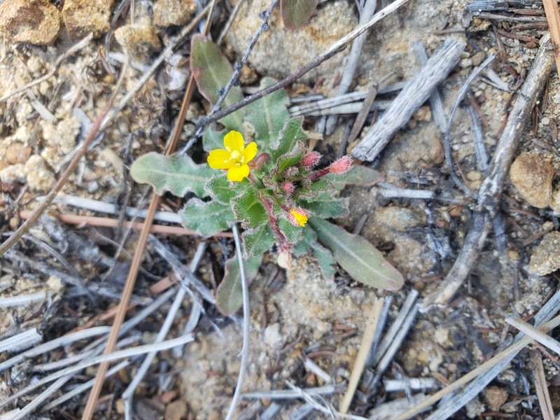 Miniature Suncup photo 3