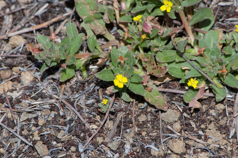 Miniature Suncup photo 4