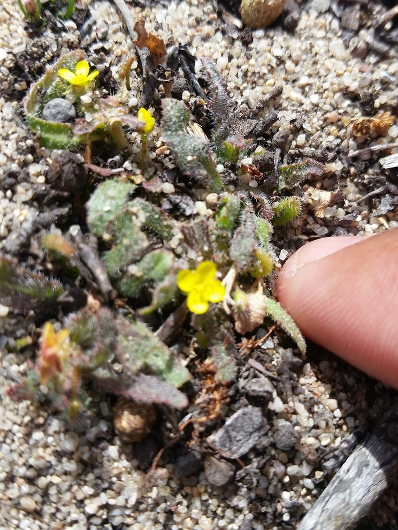 Miniature Suncup photo 5