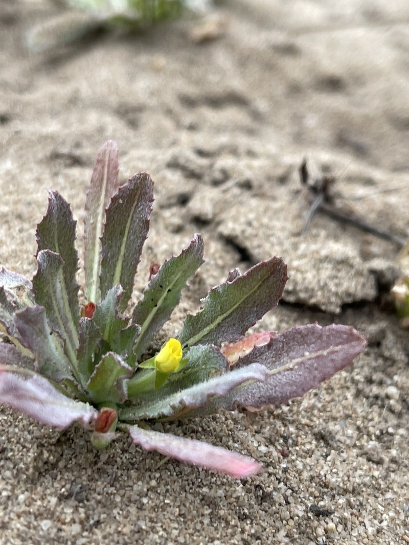 Miniature Suncup photo 6