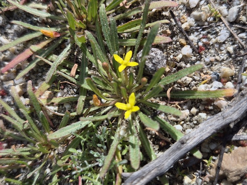 Miniature Suncup photo 7