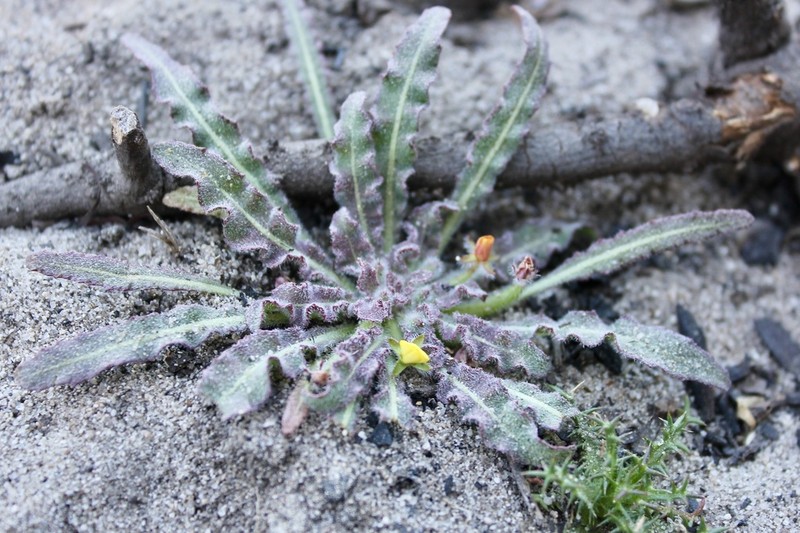 Miniature Suncup photo 8