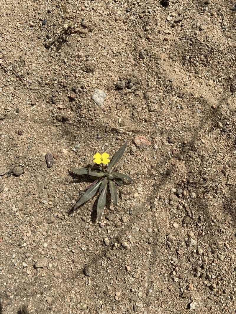 Paleyellow Suncup