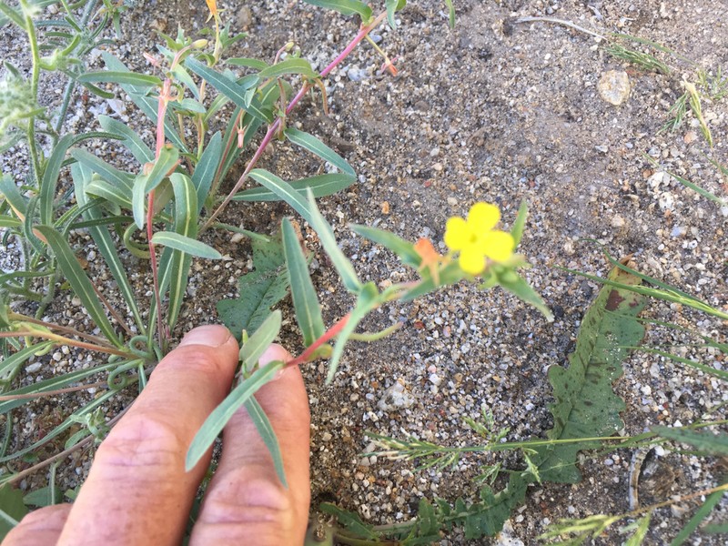 Paleyellow Suncup photo 3