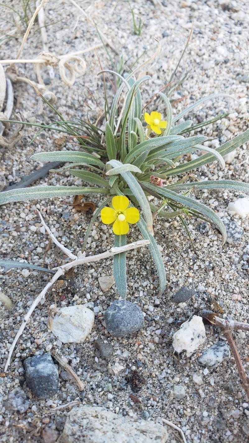 Paleyellow Suncup photo 4