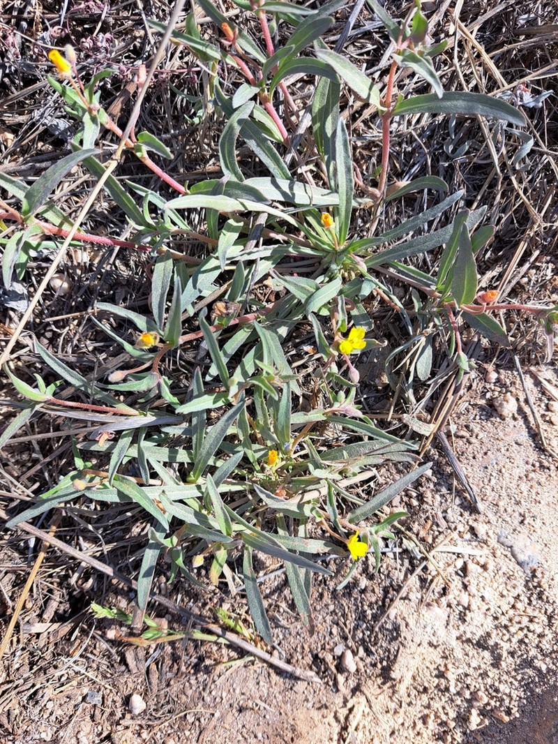Paleyellow Suncup photo 6