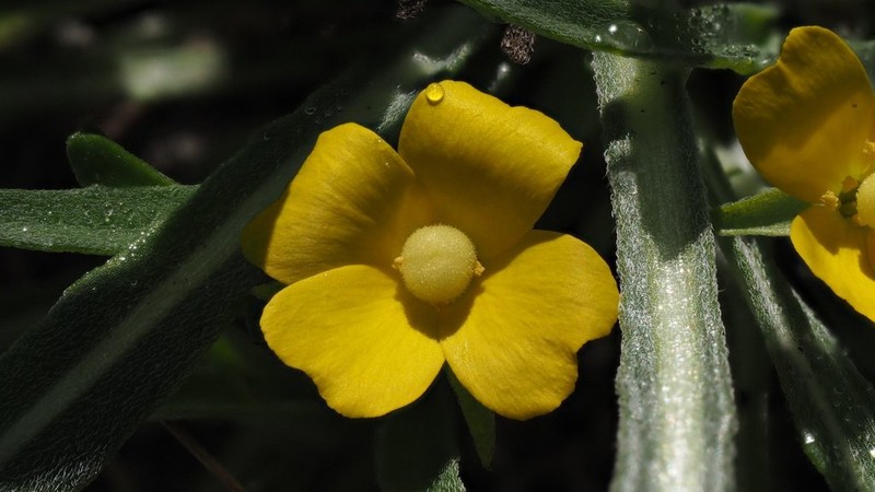 Paleyellow Suncup photo 7