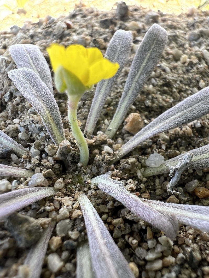 Paleyellow Suncup photo 8