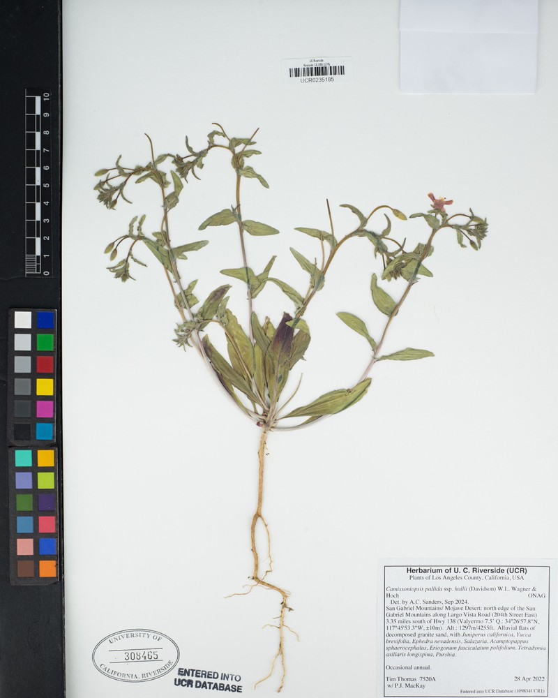 Camissoniopsis pallida var. hallii photo 2