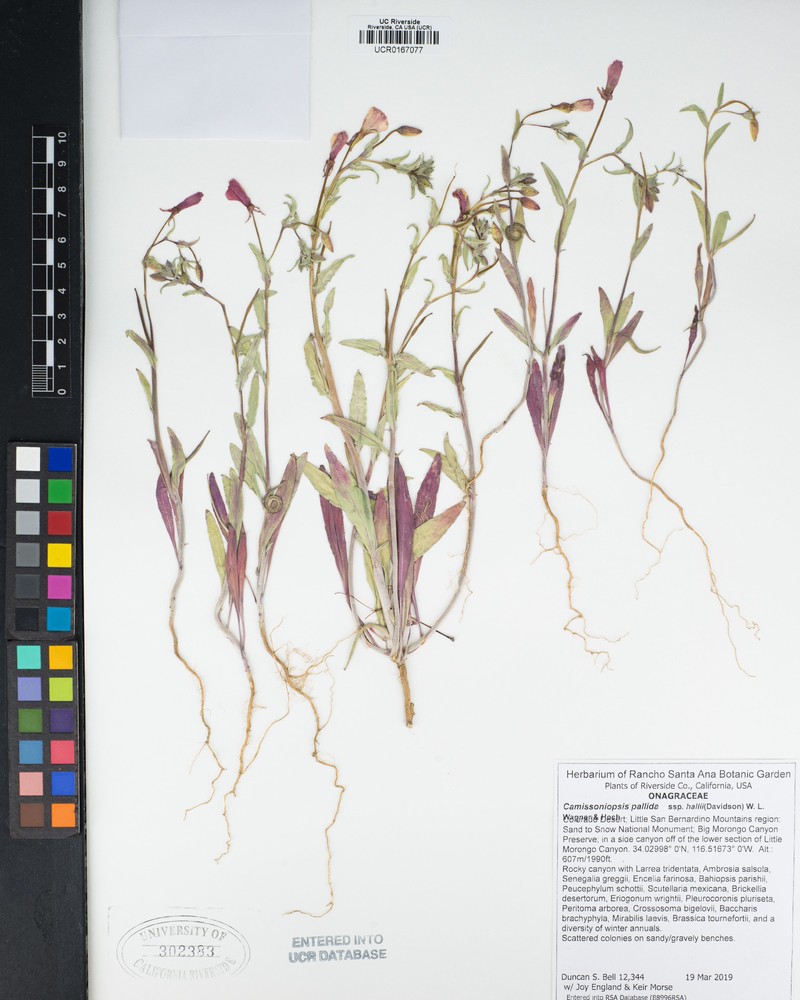 Camissoniopsis pallida var. hallii photo 3