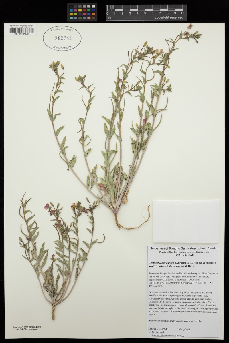 Camissoniopsis pallida var. hallii photo 4