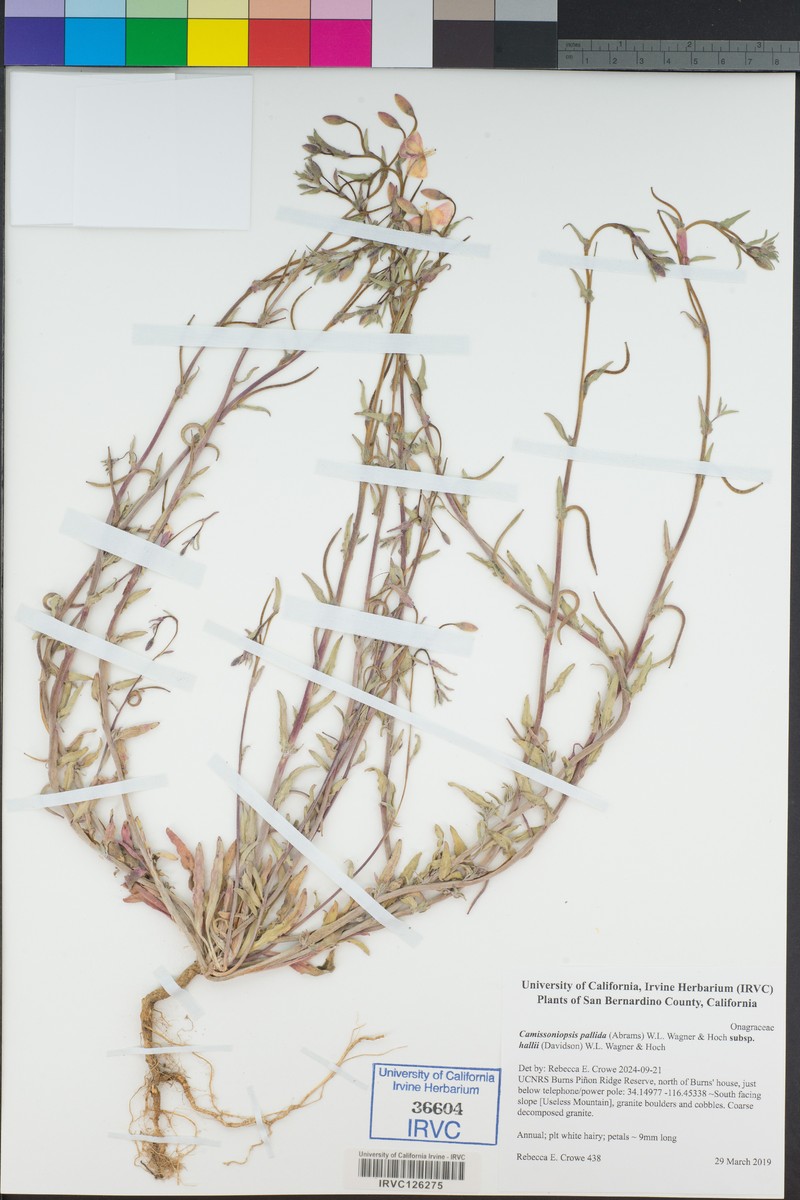 Camissoniopsis pallida var. hallii