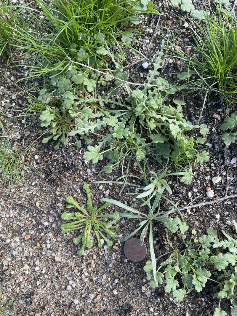 Camissoniopsis pallida var. pallida