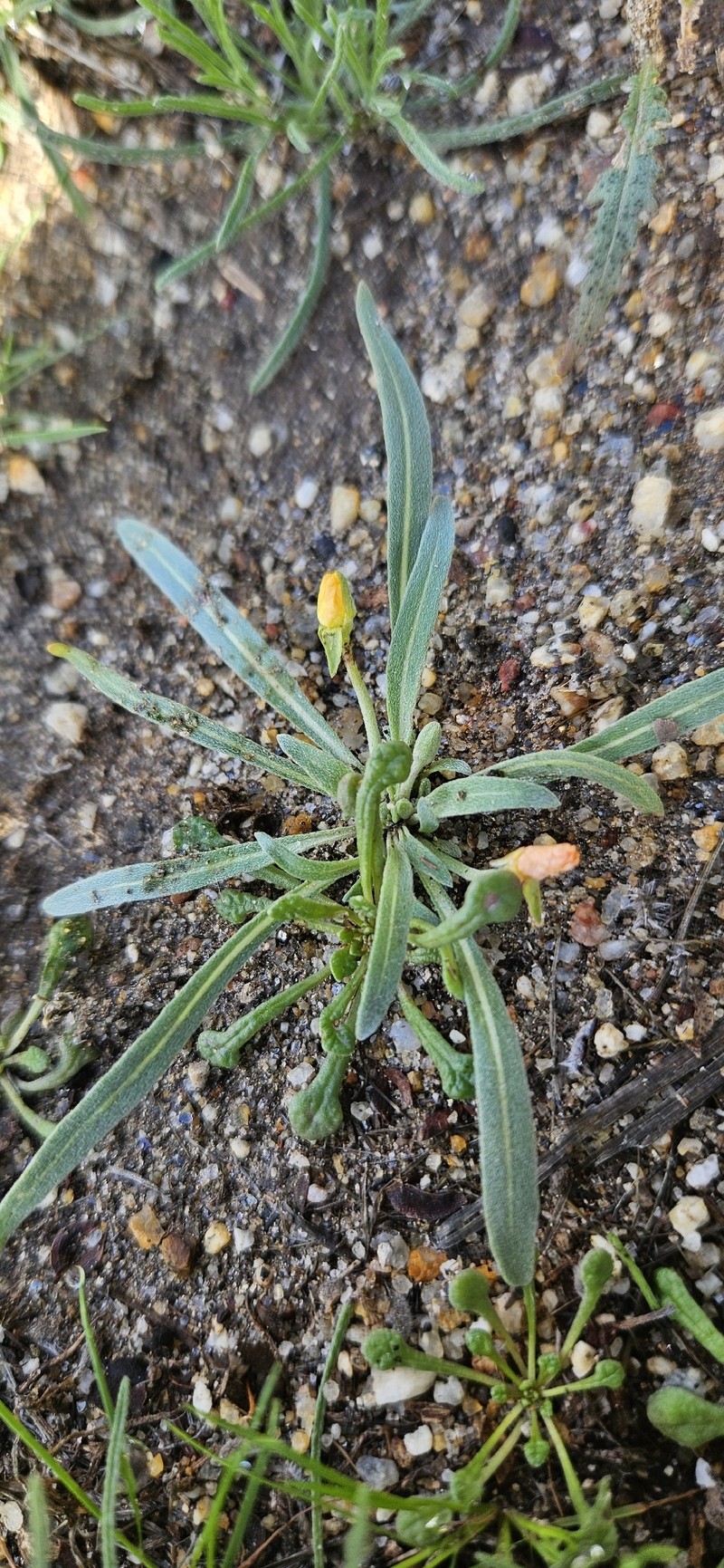 Camissoniopsis pallida var. pallida photo 2