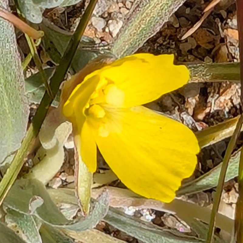 Camissoniopsis pallida var. pallida photo 3