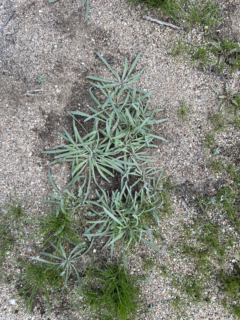 Camissoniopsis pallida var. pallida photo 4