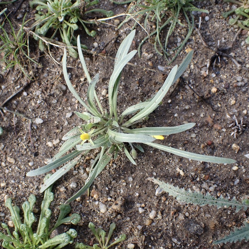 Camissoniopsis pallida var. pallida photo 5