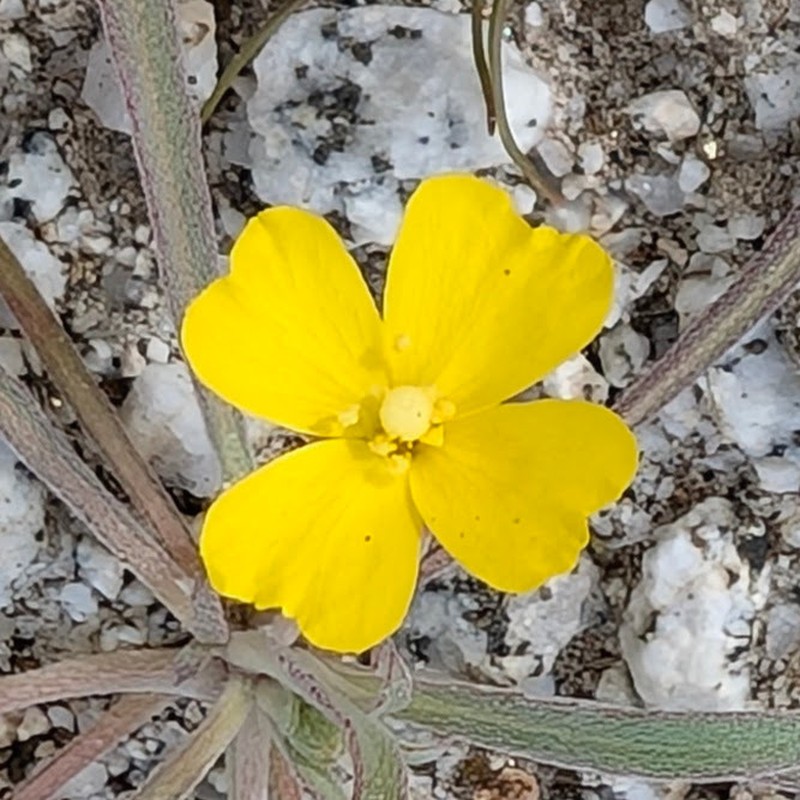 Camissoniopsis pallida var. pallida photo 6