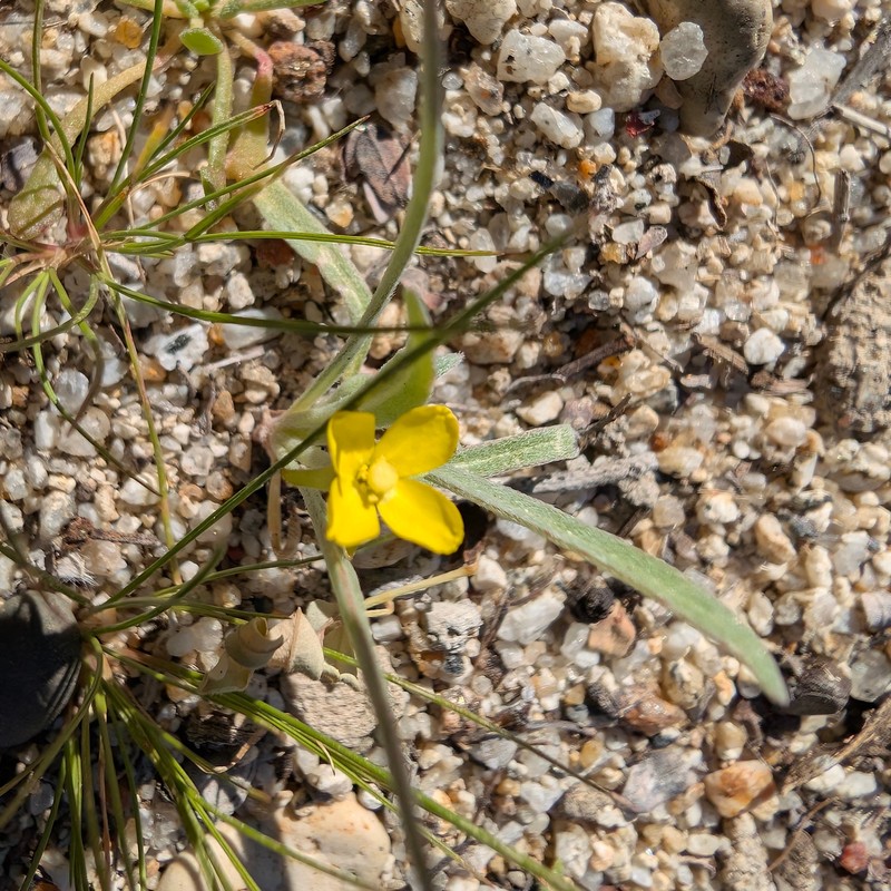 Camissoniopsis pallida var. pallida photo 7