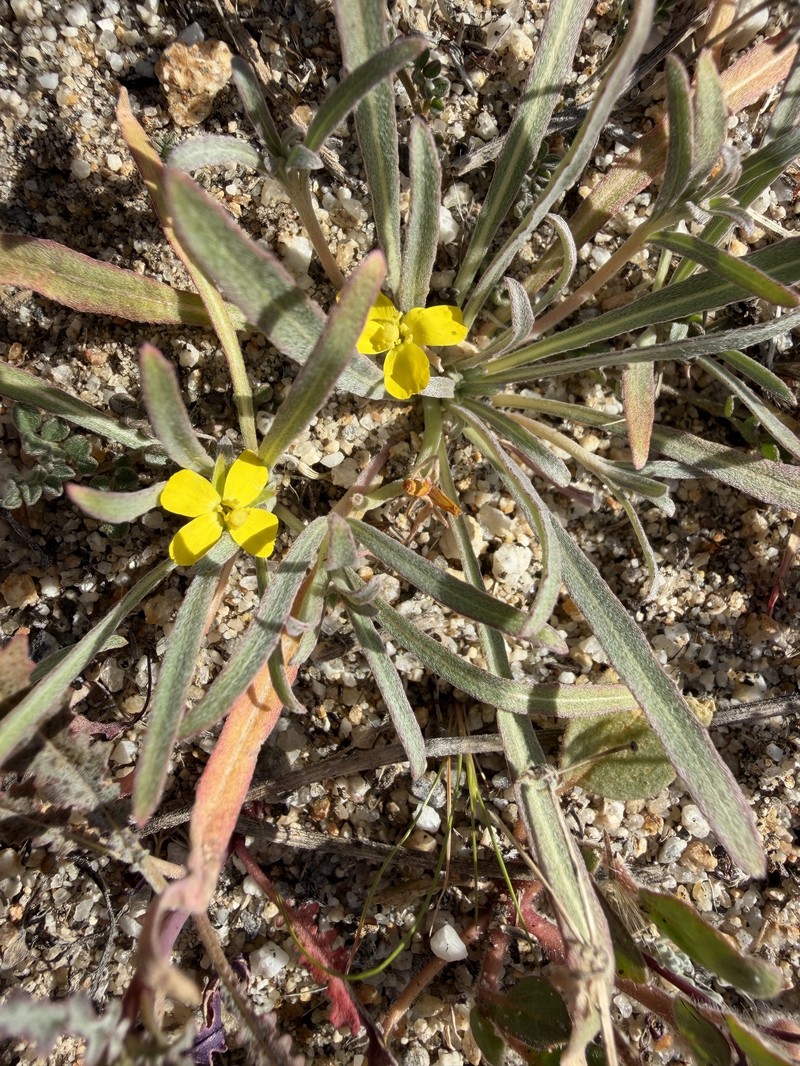 Camissoniopsis pallida var. pallida photo 8