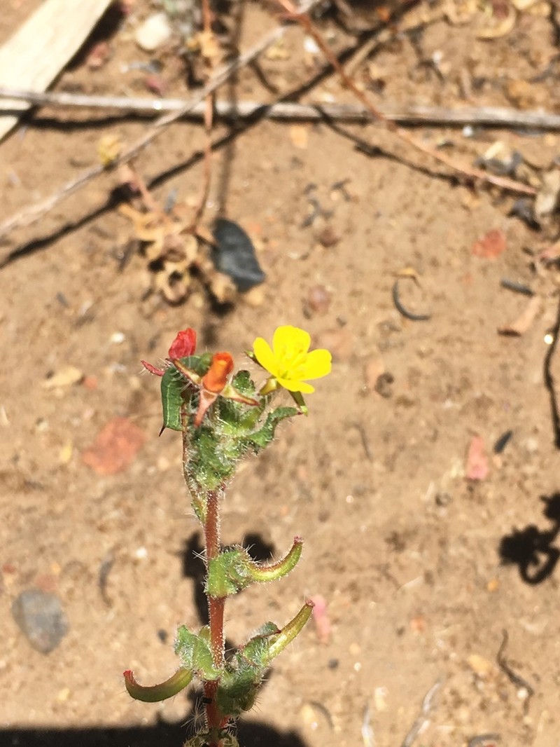 Robust Suncup photo 2