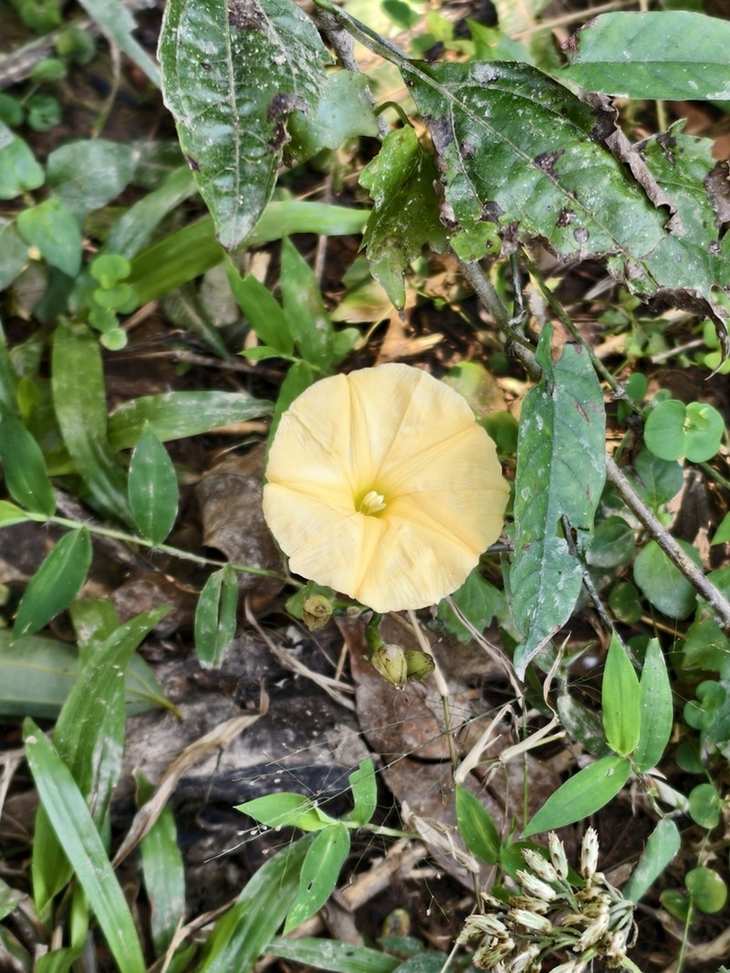 Camonea bambusetorum