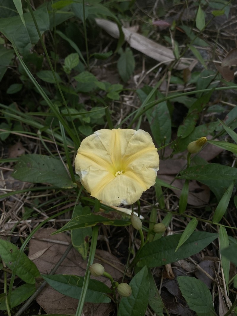 Camonea bambusetorum photo 2