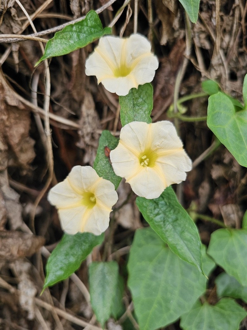 Camonea pilosa