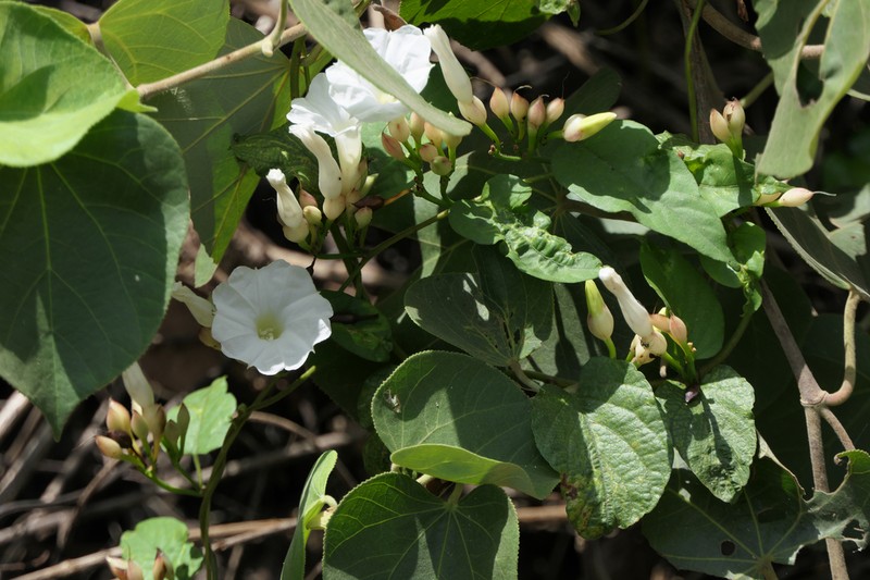 Camonea pilosa photo 2